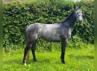 Altri cavalli a sangue caldo, Giumenta, 5 Anni, 163 cm, Grigio ferro
