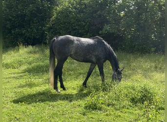 Altri cavalli a sangue caldo, Giumenta, 5 Anni, 163 cm, Grigio ferro
