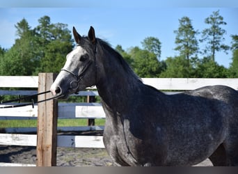 Altri cavalli a sangue caldo, Giumenta, 5 Anni, 163 cm, Grigio pezzato