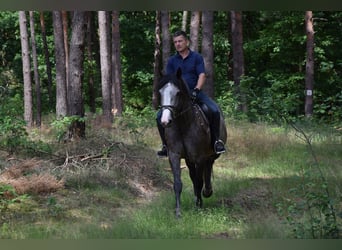 Altri cavalli a sangue caldo, Giumenta, 5 Anni, 163 cm, Grigio pezzato