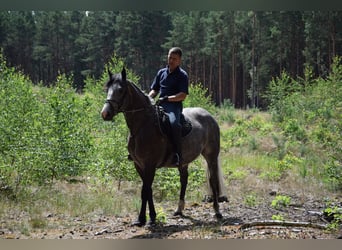 Altri cavalli a sangue caldo, Giumenta, 5 Anni, 163 cm, Grigio pezzato