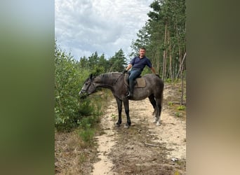 Altri cavalli a sangue caldo, Giumenta, 5 Anni, 163 cm, Grigio pezzato