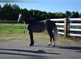 Altri cavalli a sangue caldo, Giumenta, 5 Anni, 163 cm, Grigio pezzato