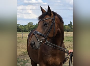 Altri cavalli a sangue caldo, Giumenta, 5 Anni, 165 cm, Baio