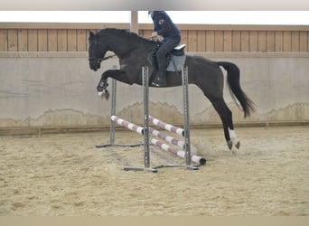 Altri cavalli a sangue caldo, Giumenta, 5 Anni, 168 cm, Morello