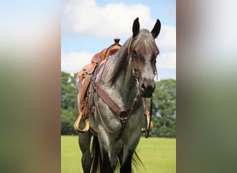 Altri cavalli a sangue caldo, Giumenta, 5 Anni, 168 cm, Roano blu