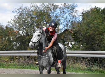 Altri cavalli a sangue caldo Mix, Giumenta, 6 Anni, 142 cm, Grigio pezzato