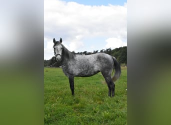 Altri cavalli a sangue caldo Mix, Giumenta, 6 Anni, 142 cm, Grigio pezzato