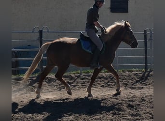 Altri cavalli a sangue caldo Mix, Giumenta, 6 Anni, 153 cm, Sauro