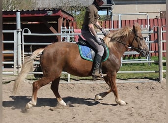 Altri cavalli a sangue caldo Mix, Giumenta, 6 Anni, 153 cm, Sauro