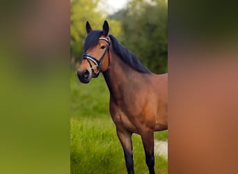 Altri cavalli a sangue caldo, Giumenta, 6 Anni, 155 cm, Baio