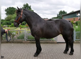 Altri cavalli a sangue caldo, Giumenta, 6 Anni, 155 cm, Morello