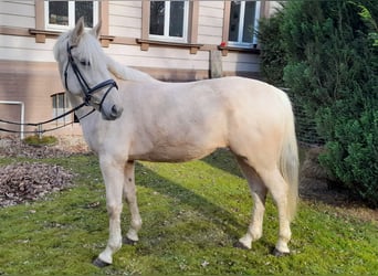 Altri cavalli a sangue caldo, Giumenta, 6 Anni, 155 cm, Palomino