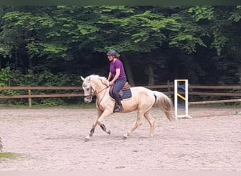 Altri cavalli a sangue caldo, Giumenta, 6 Anni, 156 cm, Palomino