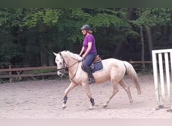 Altri cavalli a sangue caldo, Giumenta, 6 Anni, 156 cm, Palomino