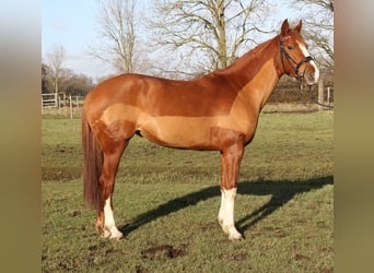 Altri cavalli a sangue caldo, Giumenta, 6 Anni, 158 cm, Sauro scuro
