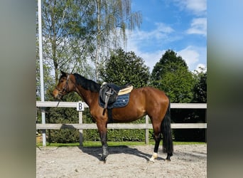 Altri cavalli a sangue caldo, Giumenta, 6 Anni, 160 cm, Baio