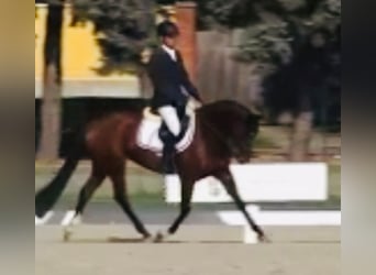 Altri cavalli a sangue caldo, Giumenta, 6 Anni, 160 cm, Baio