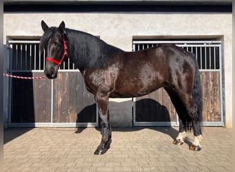 Altri cavalli a sangue caldo Mix, Giumenta, 6 Anni, 160 cm, Morello