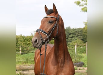 Altri cavalli a sangue caldo, Giumenta, 6 Anni, 162 cm, Baio