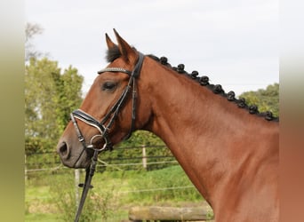 Altri cavalli a sangue caldo, Giumenta, 6 Anni, 162 cm, Baio