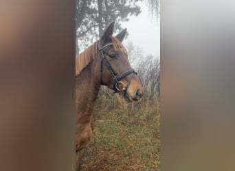 Altri cavalli a sangue caldo, Giumenta, 6 Anni, 163 cm, Sauro scuro