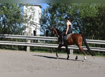 Altri cavalli a sangue caldo Mix, Giumenta, 6 Anni, 165 cm, Baio