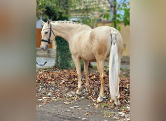 Altri cavalli a sangue caldo, Giumenta, 6 Anni, 165 cm, Palomino