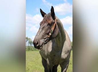 Altri cavalli a sangue caldo, Giumenta, 6 Anni, 168 cm, Roano blu