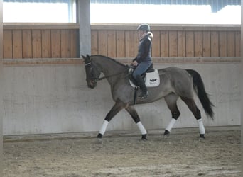 Altri cavalli a sangue caldo, Giumenta, 6 Anni, 170 cm, Baio