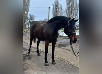 Altri cavalli a sangue caldo, Giumenta, 6 Anni, 172 cm, Baio