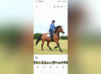 Altri cavalli a sangue caldo, Giumenta, 6 Anni, 173 cm, Baio ciliegia
