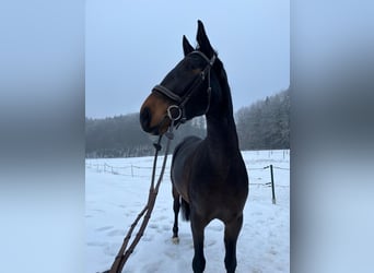 Altri cavalli a sangue caldo, Giumenta, 6 Anni, 174 cm, Baio scuro