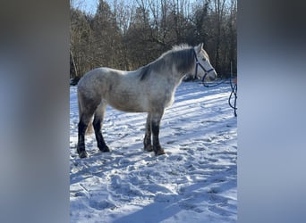 Altri cavalli a sangue caldo Mix, Giumenta, 7 Anni, 152 cm, Grigio