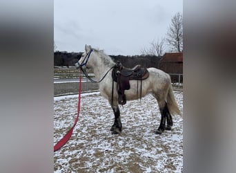 Altri cavalli a sangue caldo Mix, Giumenta, 7 Anni, 154 cm, Grigio