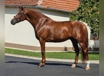Altri cavalli a sangue caldo, Giumenta, 7 Anni, 160 cm, Sauro