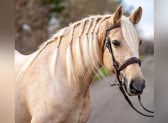 Altri cavalli a sangue caldo, Giumenta, 7 Anni, 163 cm, Palomino