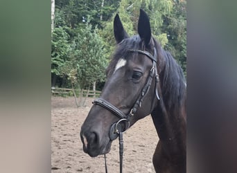 Altri cavalli a sangue caldo, Giumenta, 7 Anni, 165 cm, Baio nero