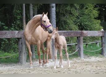 Altri cavalli a sangue caldo, Giumenta, 7 Anni, 165 cm, Palomino