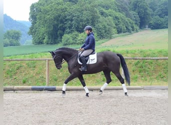 Altri cavalli a sangue caldo, Giumenta, 7 Anni, 167 cm, Morello