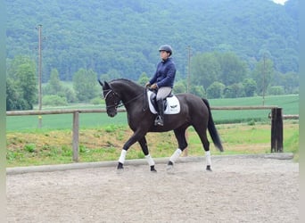 Altri cavalli a sangue caldo, Giumenta, 7 Anni, 167 cm, Morello