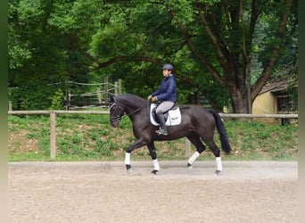 Altri cavalli a sangue caldo, Giumenta, 7 Anni, 167 cm, Morello