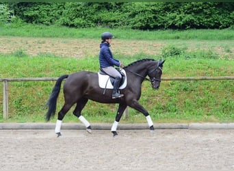 Altri cavalli a sangue caldo, Giumenta, 7 Anni, 167 cm, Morello