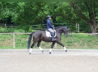 Altri cavalli a sangue caldo, Giumenta, 7 Anni, 167 cm, Morello