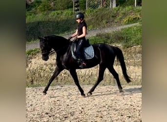 Altri cavalli a sangue caldo, Giumenta, 7 Anni