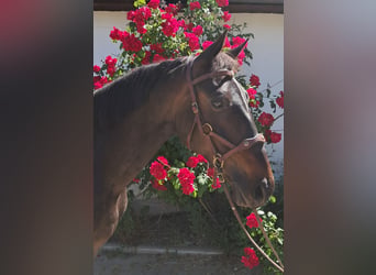 Altri cavalli a sangue caldo, Giumenta, 8 Anni, 152 cm, Baio scuro
