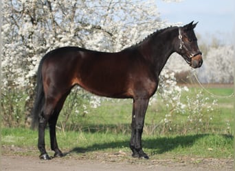 Altri cavalli a sangue caldo, Giumenta, 8 Anni, 156 cm, Baio scuro