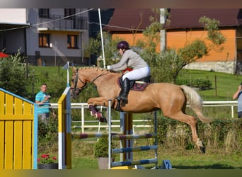 Altri cavalli a sangue caldo, Giumenta, 8 Anni, 165 cm, Palomino