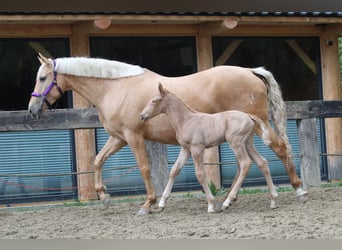 Altri cavalli a sangue caldo, Giumenta, 8 Anni, 165 cm, Palomino