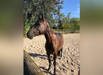 Altri cavalli a sangue caldo, Giumenta, 9 Anni, 153 cm, Baio scuro